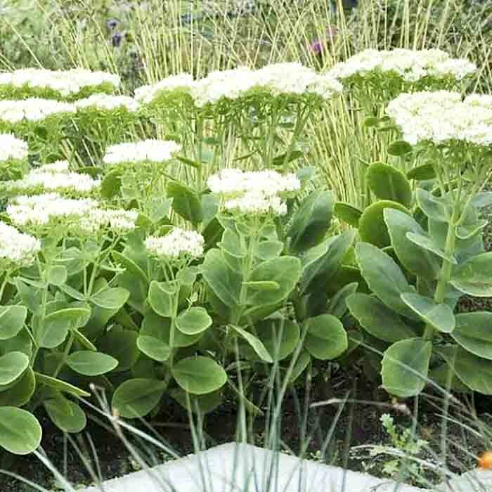 Очиток (седум) Стардаст - описание сорта, характеристики, особенности посадки и ухода, отзывы Очиток (седум) Стардаст: описание сорта, характеристики, особенности посадки и ухода, отзывы